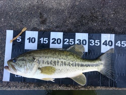 ブラックバスの釣果