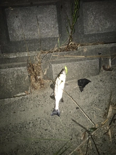 釣果