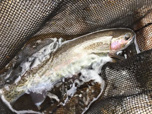 ニジマスの釣果