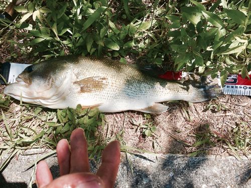 ブラックバスの釣果