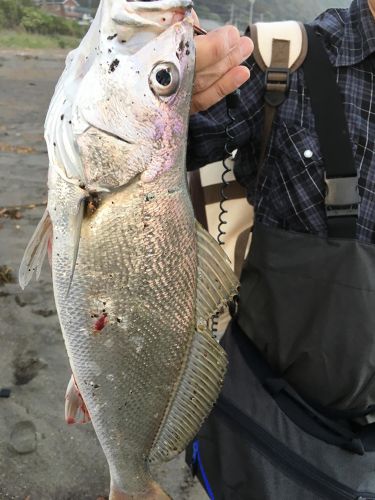 ニベの釣果