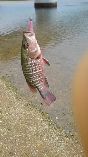 ゴマフエダイの釣果