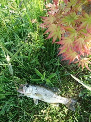 ラージマウスバスの釣果