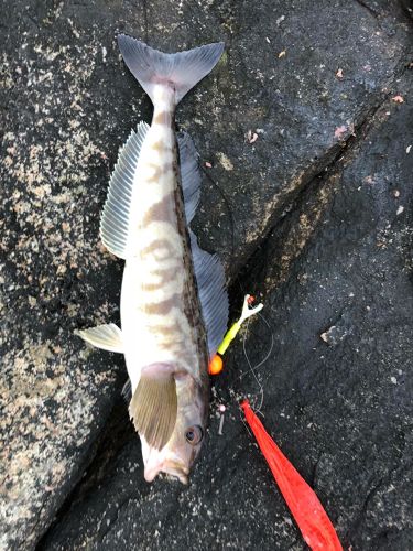 ホッケの釣果