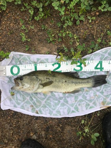 ブラックバスの釣果