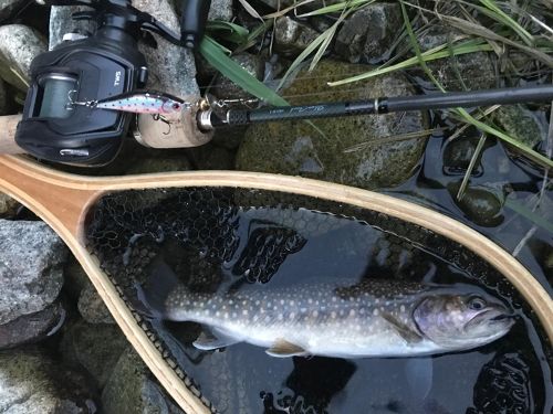 イワナの釣果