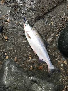 カラフトマスの釣果