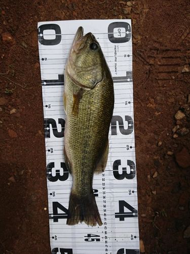 ブラックバスの釣果