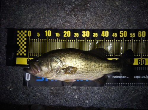 ブラックバスの釣果